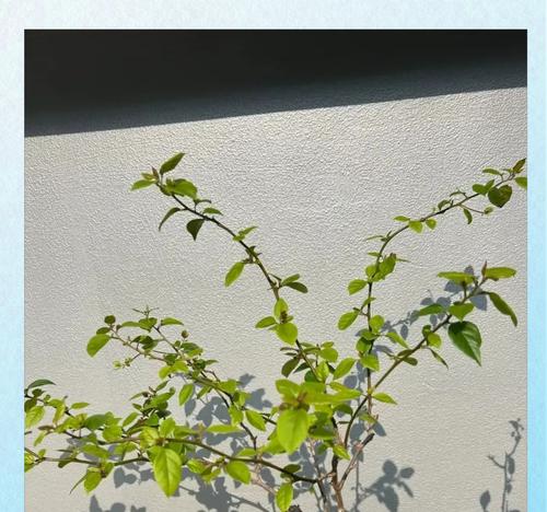 三角梅剪刺促花的正确方法是什么？