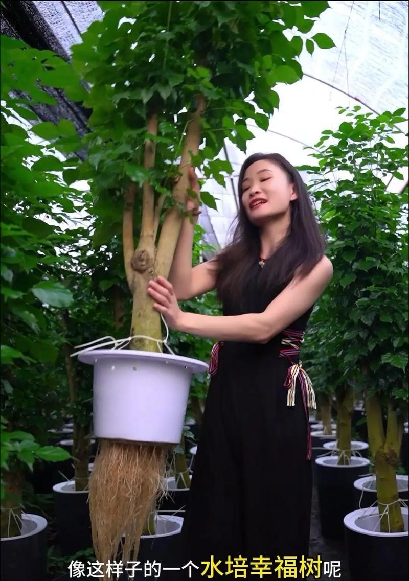 幸福树浇水的正确方法是什么？