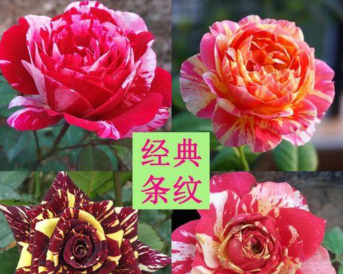 莫奈月季花种子的种植步骤是什么？