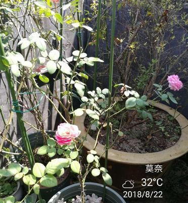 莫奈月季花种子的种植步骤是什么？