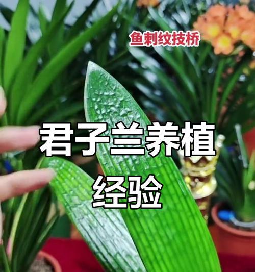 国兰黄花君子兰的养殖技巧是什么？