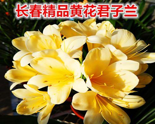 国兰黄花君子兰的养殖技巧是什么？