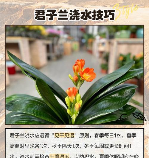 国兰黄花君子兰的养殖技巧是什么？