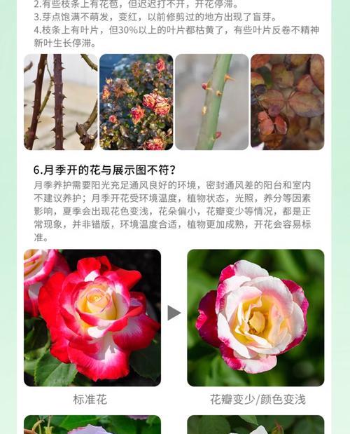 劳拉咖啡月季怎么样？它的特点和养护要点是什么？