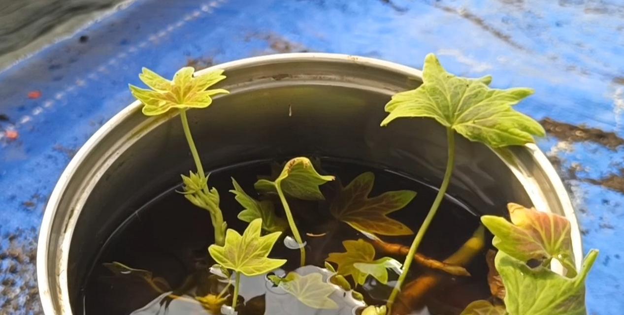 枫叶天竺葵折断了如何处理？