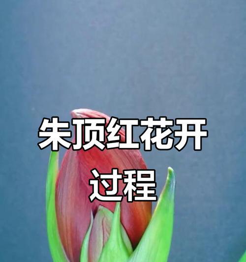 朱顶红生长最快的时期是什么时候？