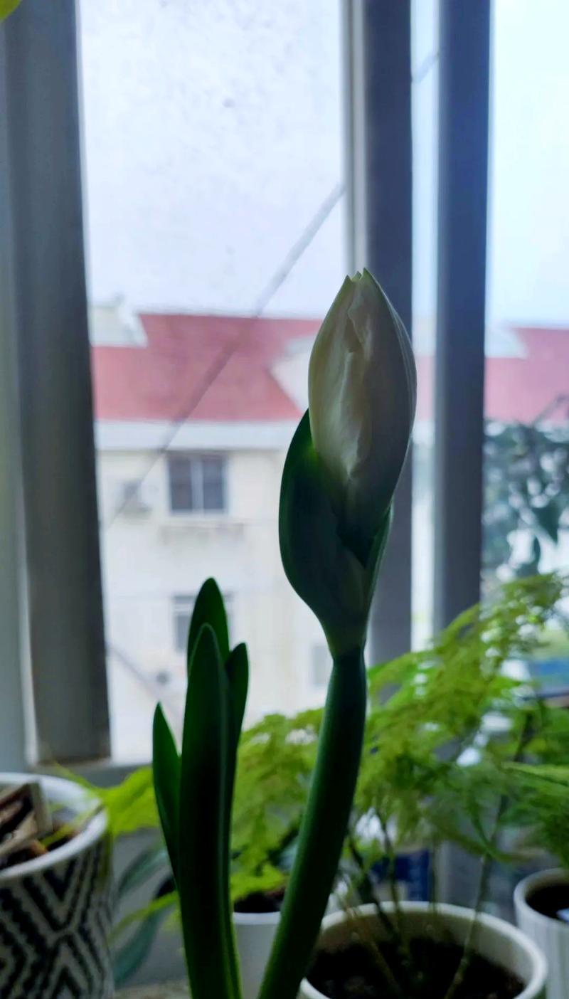 朱顶红生长最快的时期是什么时候？