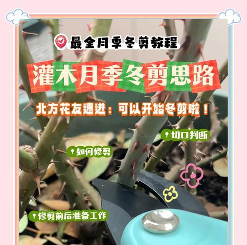 月季室内过冬方法是什么？如何确保其安全越冬？