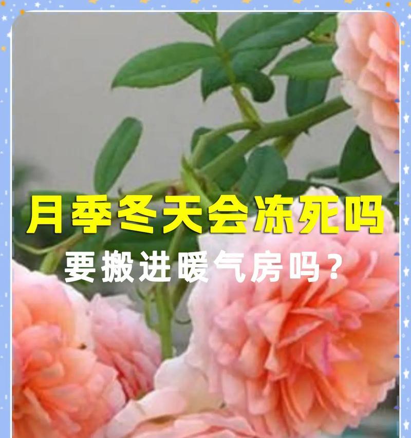 月季室内过冬方法是什么？如何确保其安全越冬？