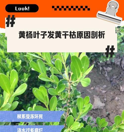 杨梅叶子黄化焦枯的解决方法是什么？
