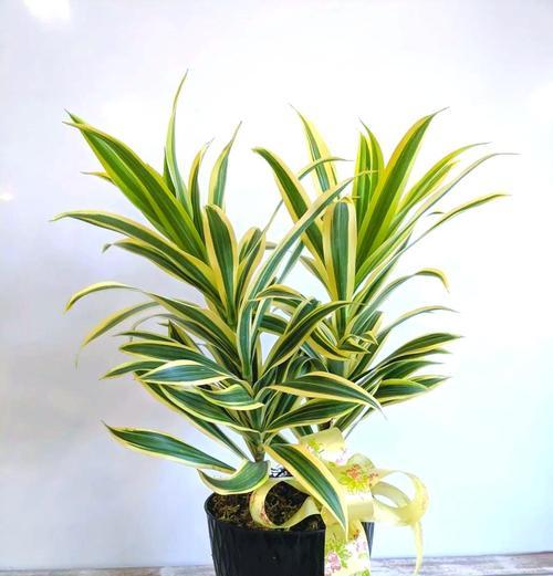 水平观赏植物有哪些？怎样挑选适合的植物？