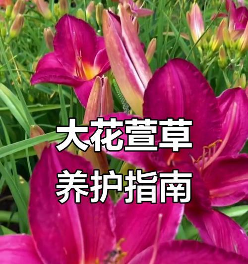 萱草花的最佳播种季节是什么时候？