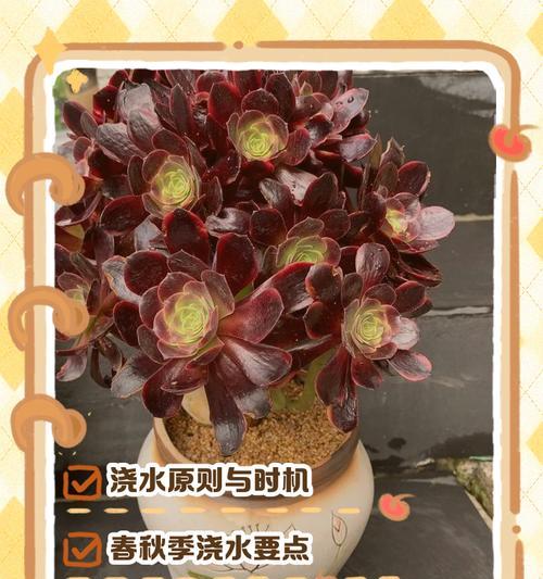 姐弟种花浇水正确方法是什么？如何科学浇水？