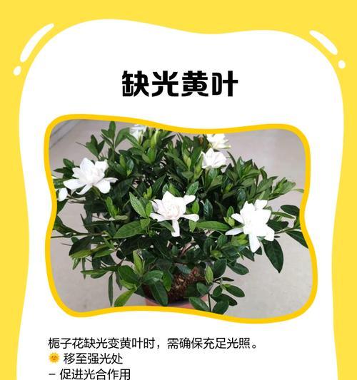 栀子树叶子发黄掉叶怎么补救？栀子树养护中常见的问题及解决办法是什么？