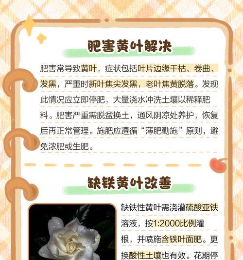 栀子树叶子发黄掉叶怎么补救？栀子树养护中常见的问题及解决办法是什么？