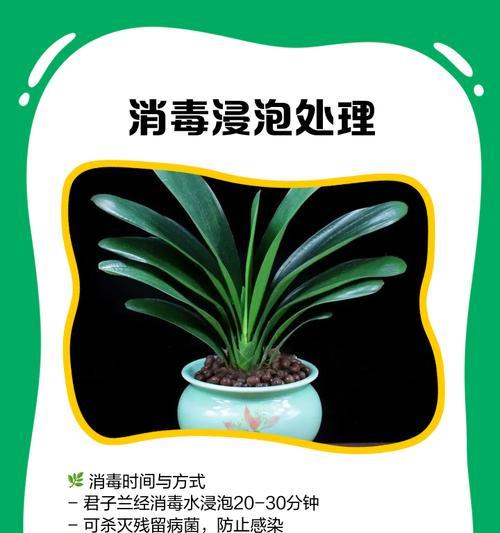 君子兰根部出现问题的原因是什么？