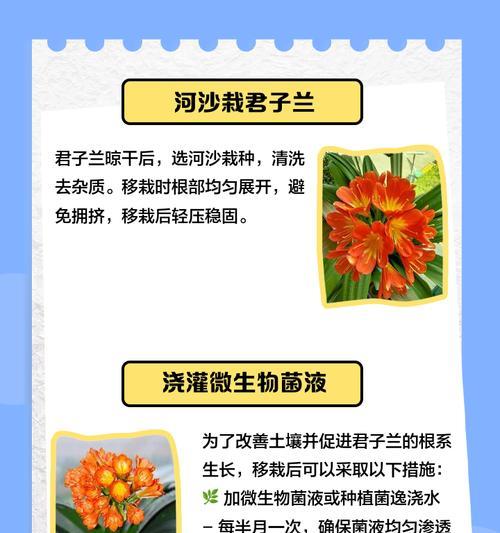 君子兰根部出现问题的原因是什么？