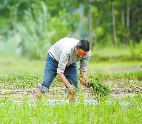 我们什么时候播种水稻？水稻播种的最佳时机是什么时候？