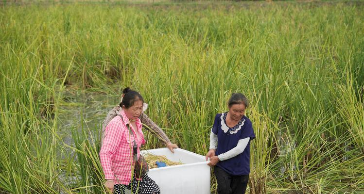 我们什么时候播种水稻？水稻播种的最佳时机是什么时候？