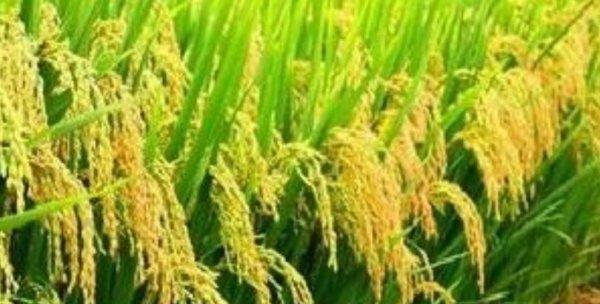 我们什么时候播种水稻？水稻播种的最佳时机是什么时候？