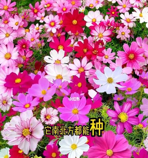 秋花什么时候播种最好？秋花播种的最佳时间是什么时候？