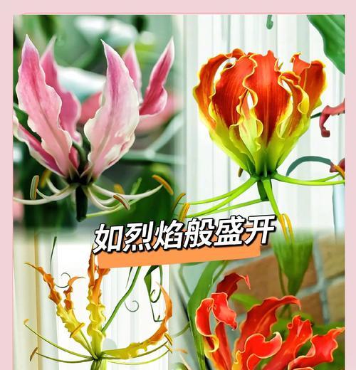 秋花什么时候播种最好？秋花播种的最佳时间是什么时候？