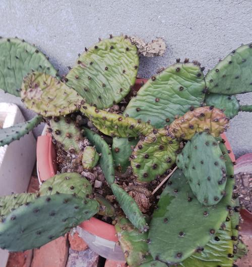 仙人球花期的浇水方法是什么？如何正确浇水？