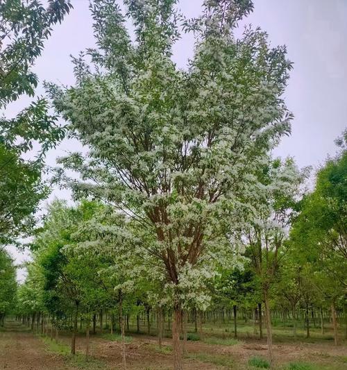 北方观赏植物树有哪些？如何选择适合的树种？