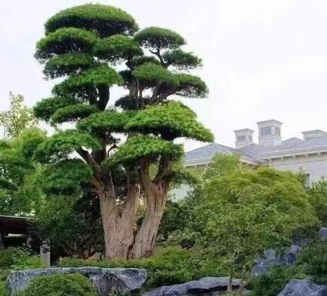 北方观赏植物树有哪些？如何选择适合的树种？