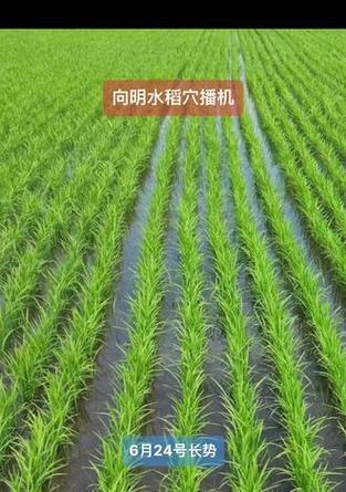 浙江水稻的最佳播种时间是什么时候？