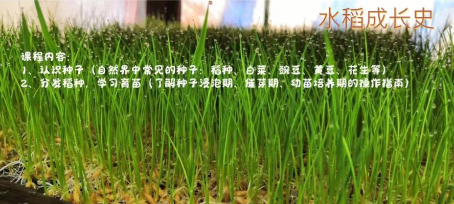 浙江水稻的最佳播种时间是什么时候？