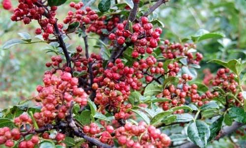 凉薯无架栽培的关键技术要点是什么？