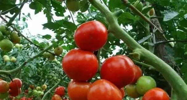 凉薯无架栽培的关键技术要点是什么？