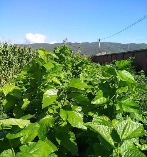 凉薯无架栽培的关键技术要点是什么？