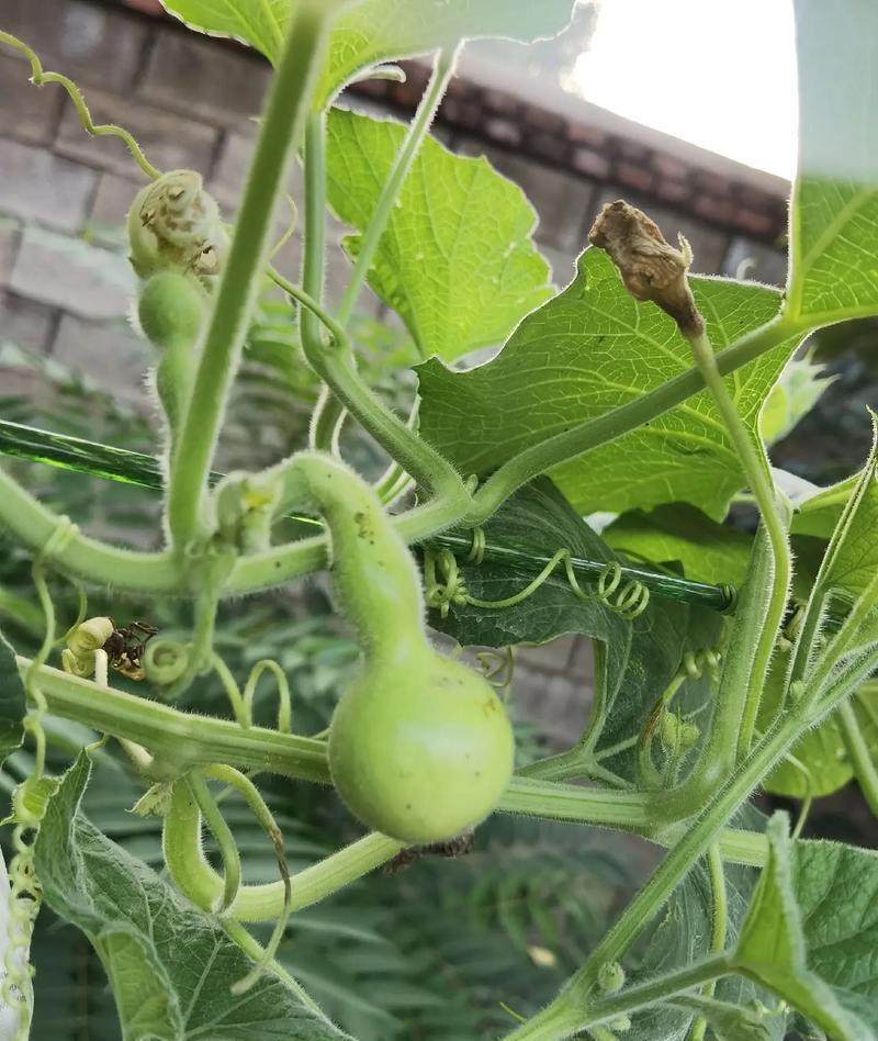 葫芦爬地栽培技术要点是什么？如何栽培葫芦？