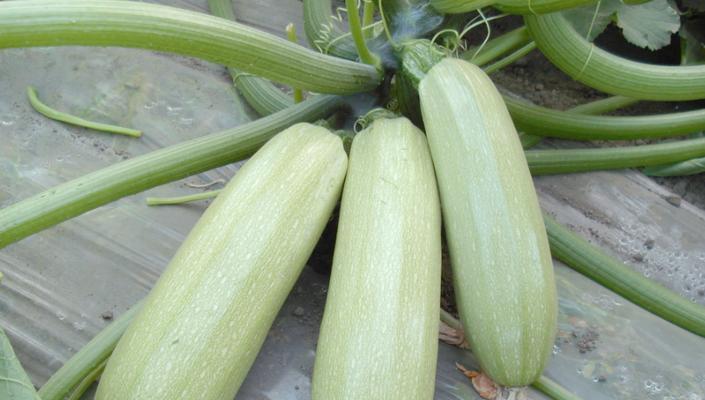 葫芦爬地栽培技术要点是什么？如何栽培葫芦？