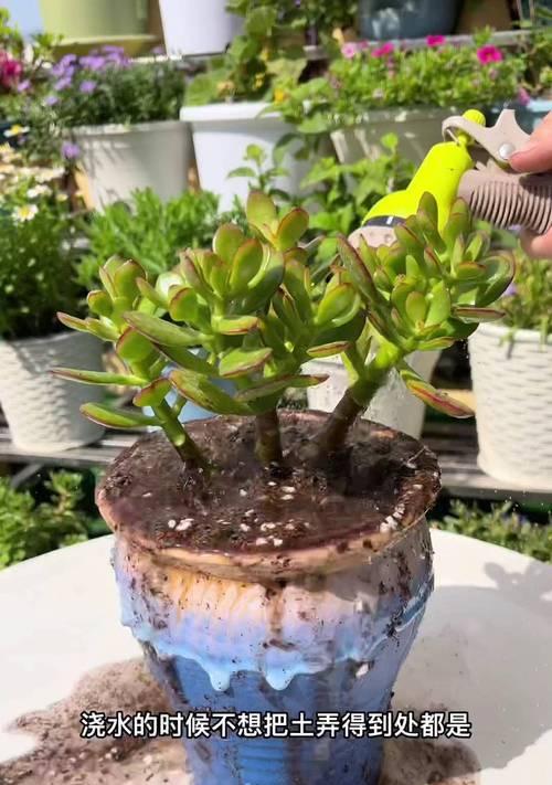 如何用陶粒来判断植物的浇水时机？