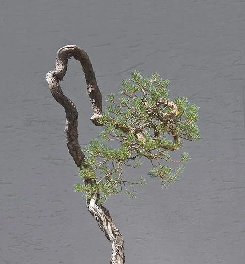 不同盆景植物栽培技术的差异是什么？