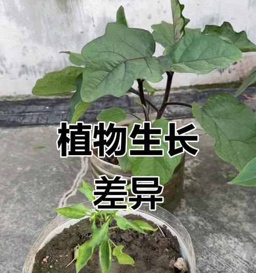 不同盆景植物栽培技术的差异是什么？