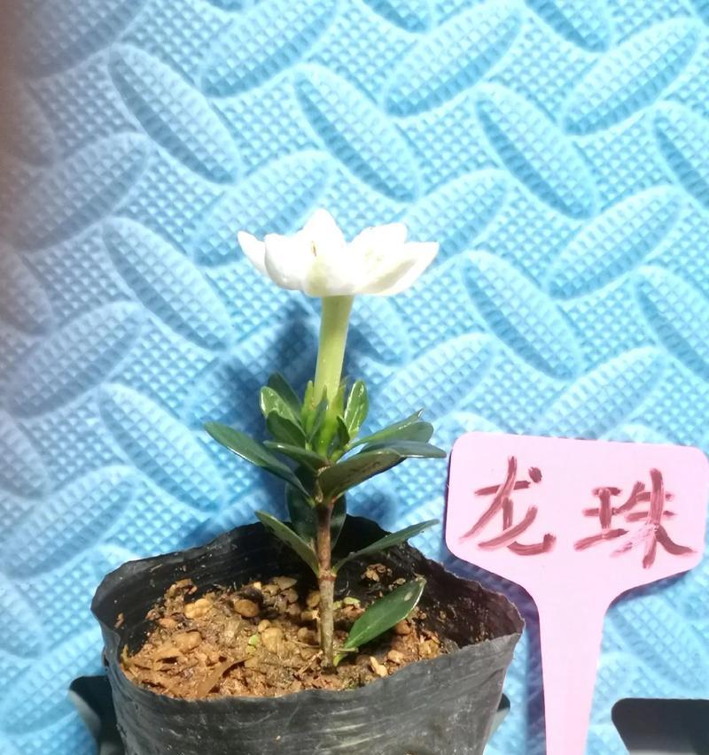不同盆景植物栽培技术的差异是什么？