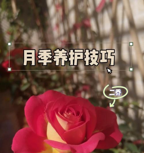月季紫鸢的养护技巧有哪些？