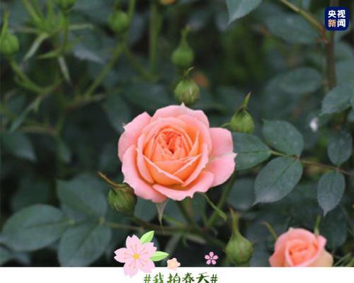 月季网名怎么取名？有哪些创意灵感来源？