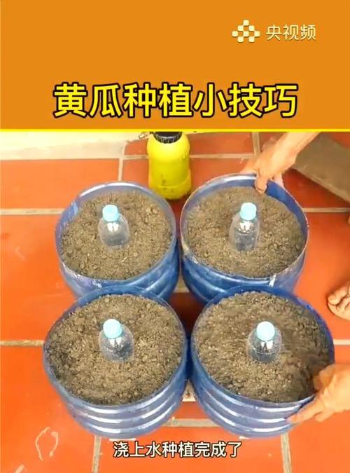 播种时选择什么天气最好？种植后如何管理？
