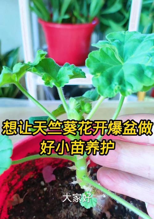 天竺葵小花小叶怎么养？如何促进天竺葵开花？