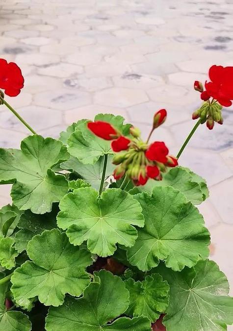 天竺葵小花小叶怎么养？如何促进天竺葵开花？