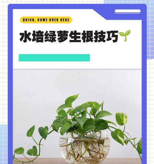 绿萝浇水的最佳方法是什么？