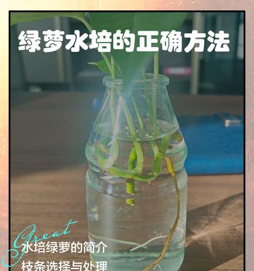 绿萝浇水的最佳方法是什么？