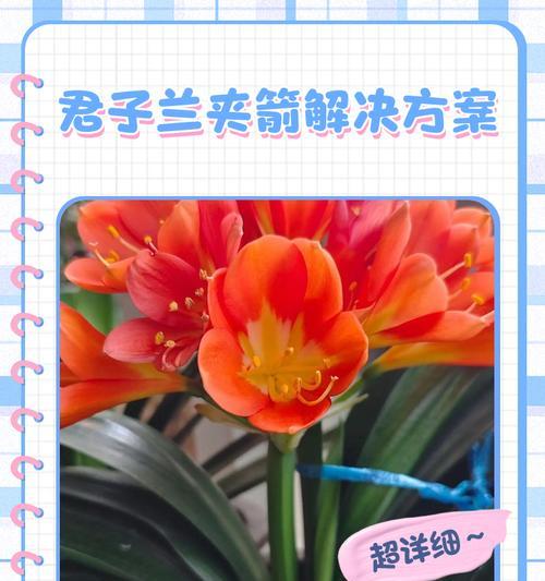 君子兰二箭具体指什么？
