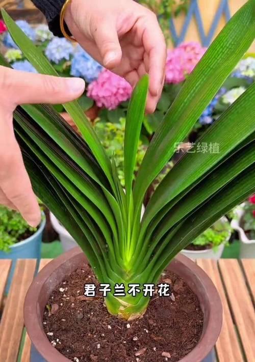 君子兰二箭具体指什么？
