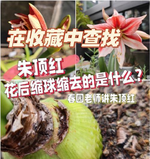 朱顶红用什么农家肥料好？如何正确施肥？
